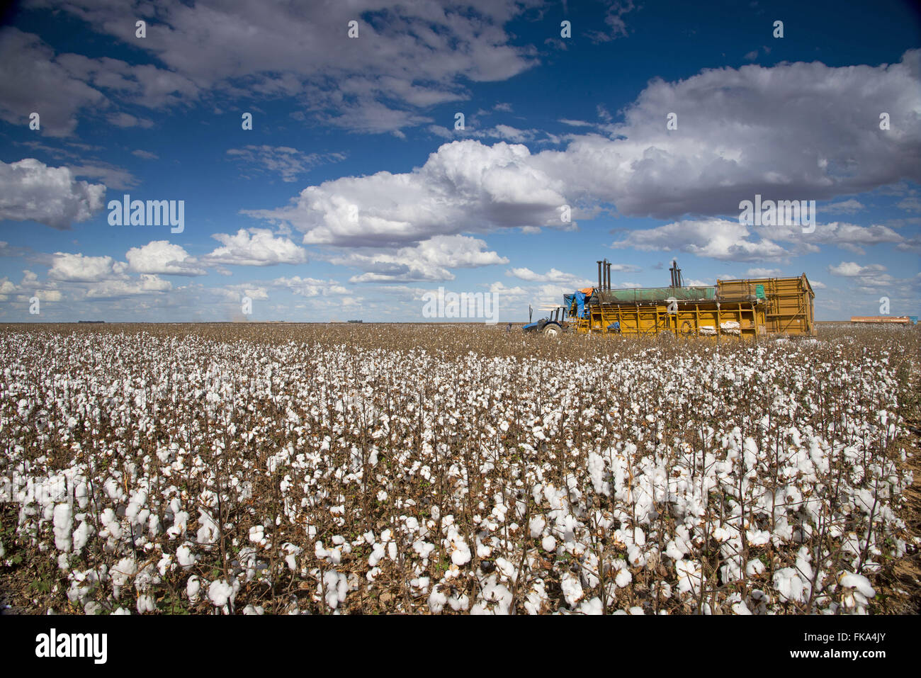Cotton plantation with Prena countryside of Old Wheel Stock Photo