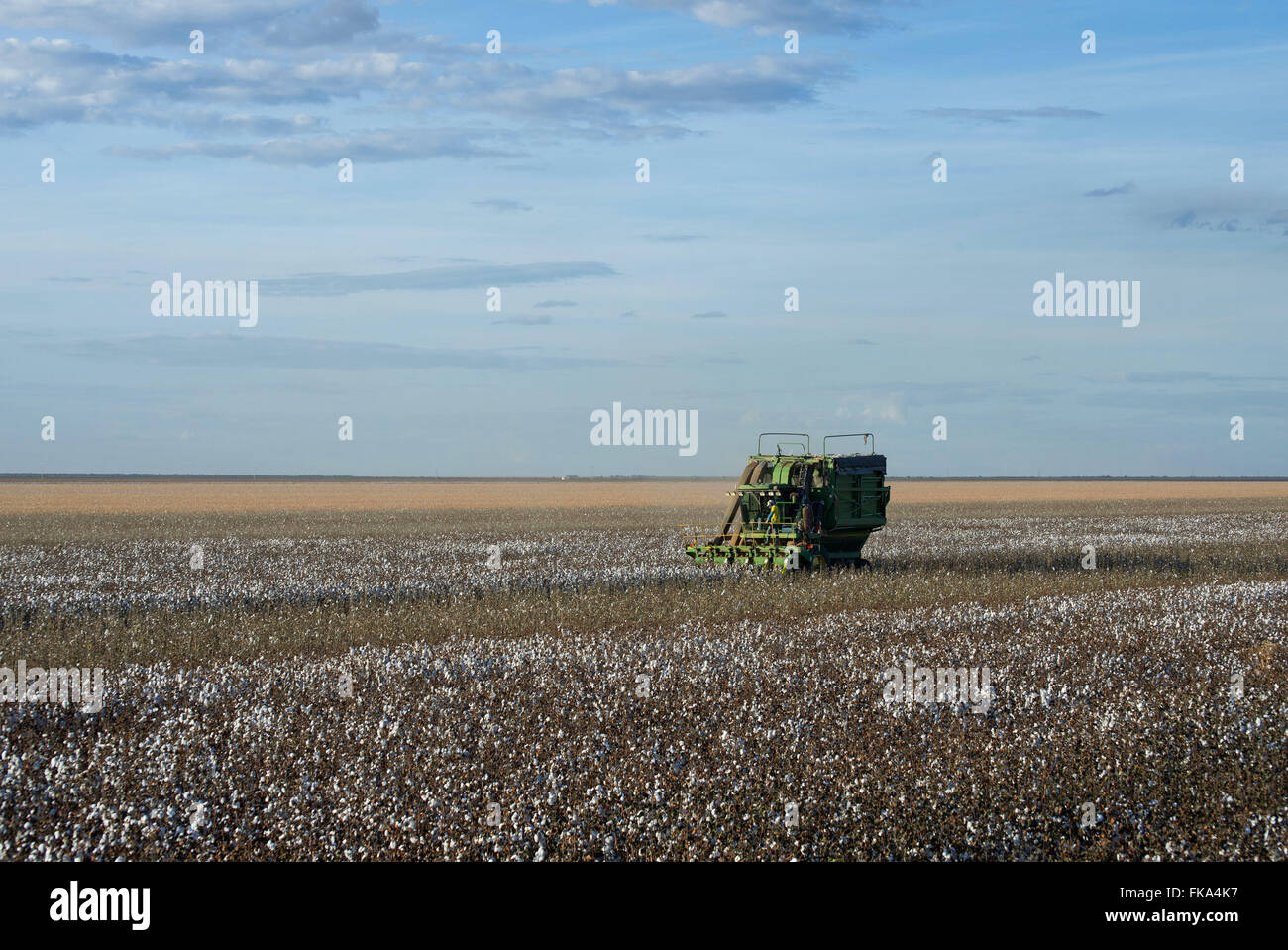 Picking cotton in rural Roda Velha district of the municipality of Sao Desiderio Stock Photo