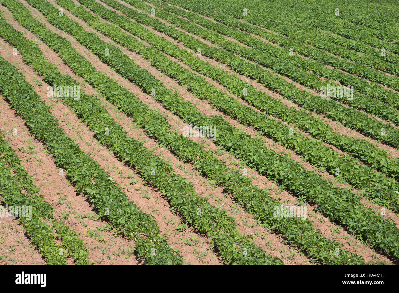 Irrigated bean plantation in rural town - western Bahia Stock Photo