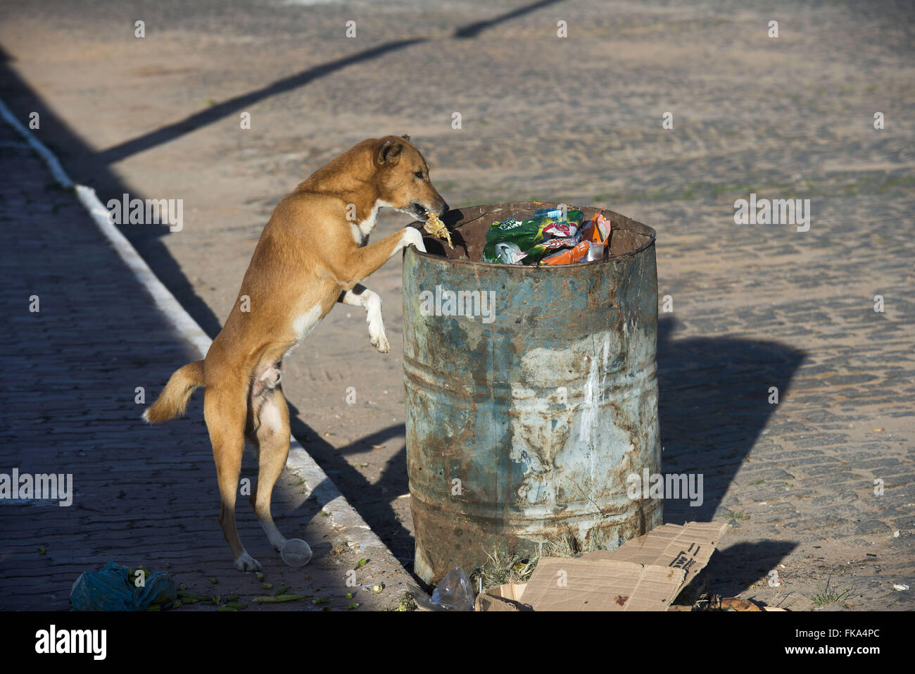 Cao mutts looking for food in trash barrel - Camamu Basin Stock Photo