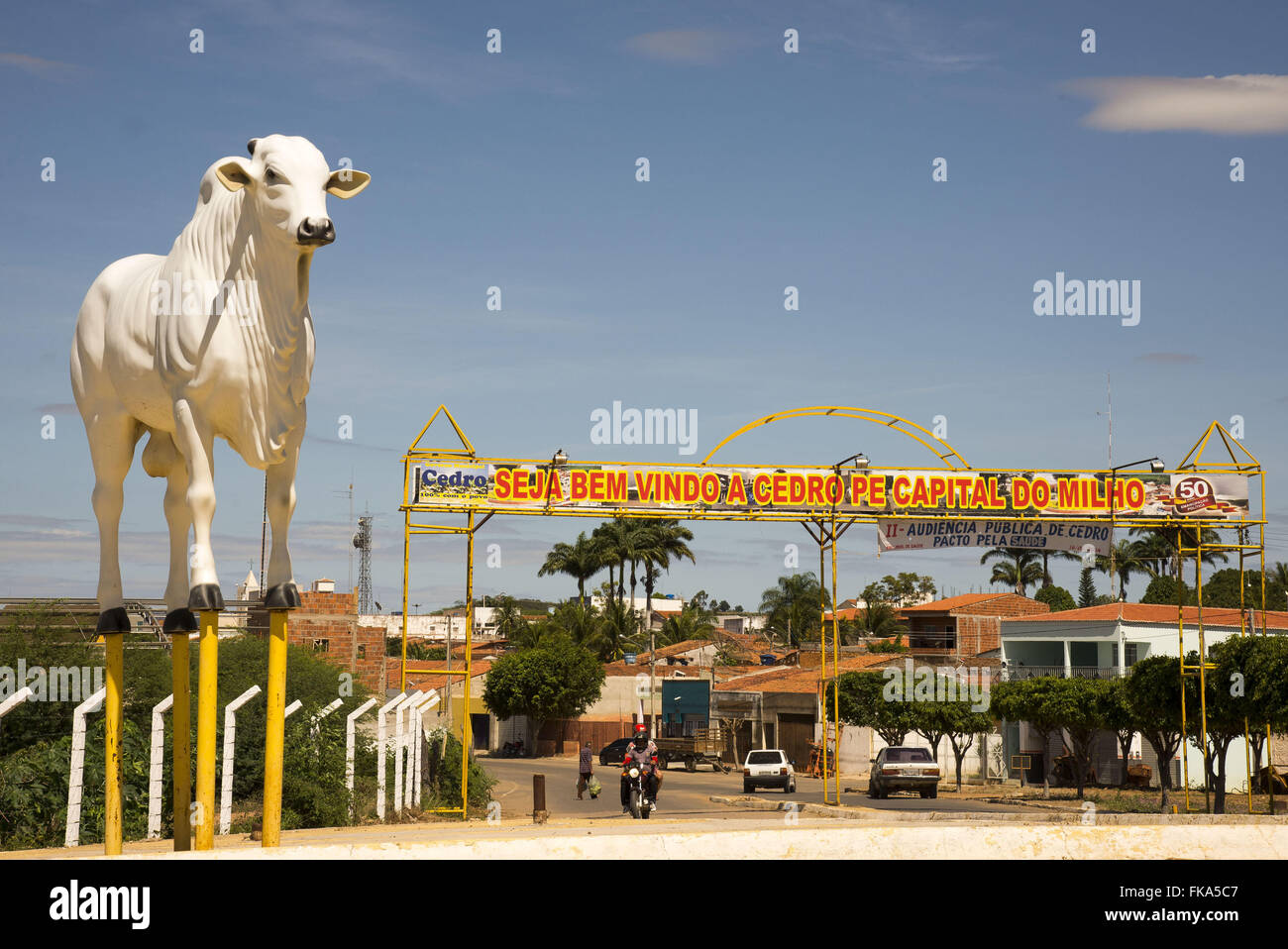 Cedro Pernambuco fonte: c8.alamy.com Fonte: c8.alamy.com