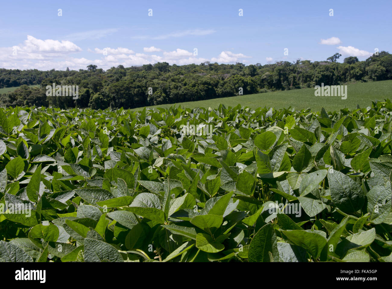 Plantation of transgenic soybeans in the countryside with the legal reserve fund Stock Photo