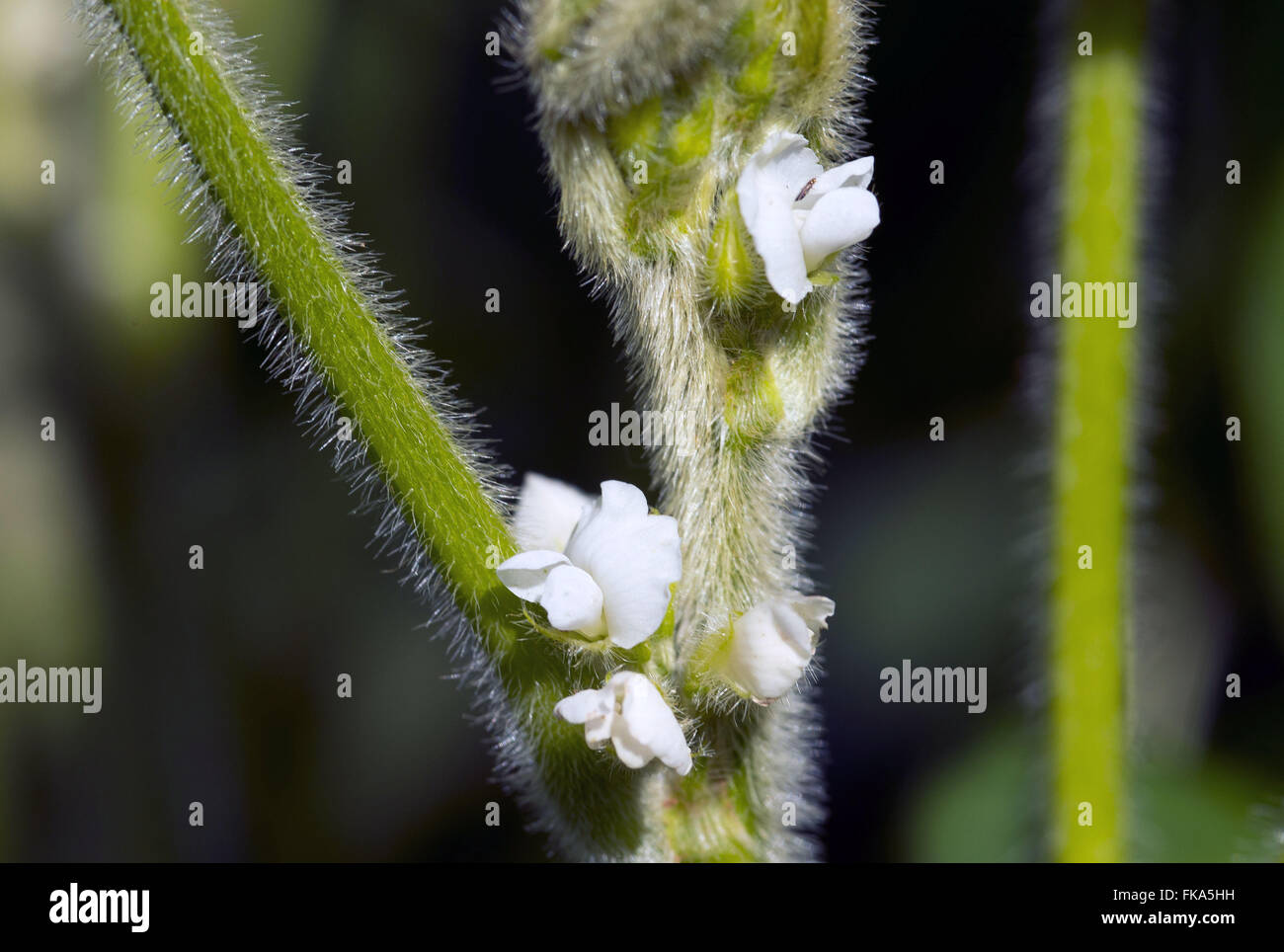 Soybean flower hires stock photography and images Alamy