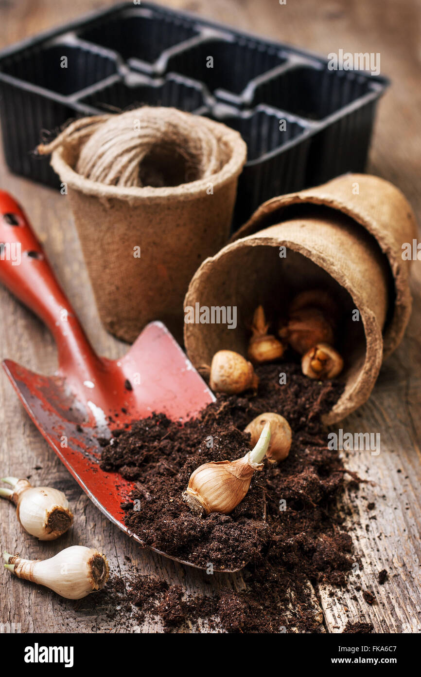 garden tools, peat pots, ground ,   plant the bulbs for planting  on the old wooden background Stock Photo