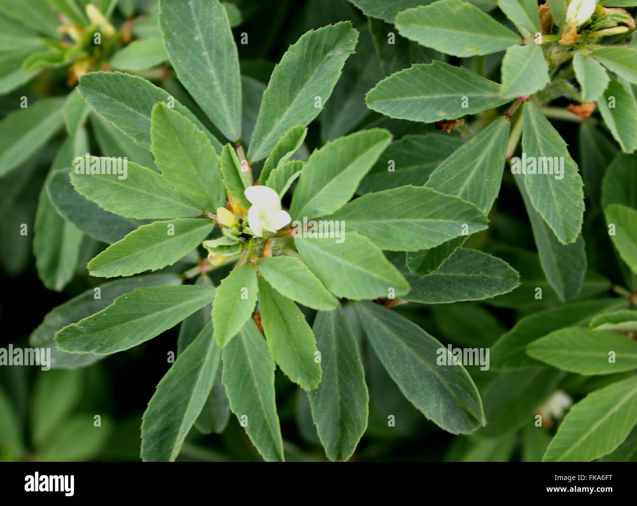 Fenugreek, Trigonella foenum-graecum, cultivated annual herb with trifoliate compound leaves, used as vegetable, seeds a spice Stock Photo