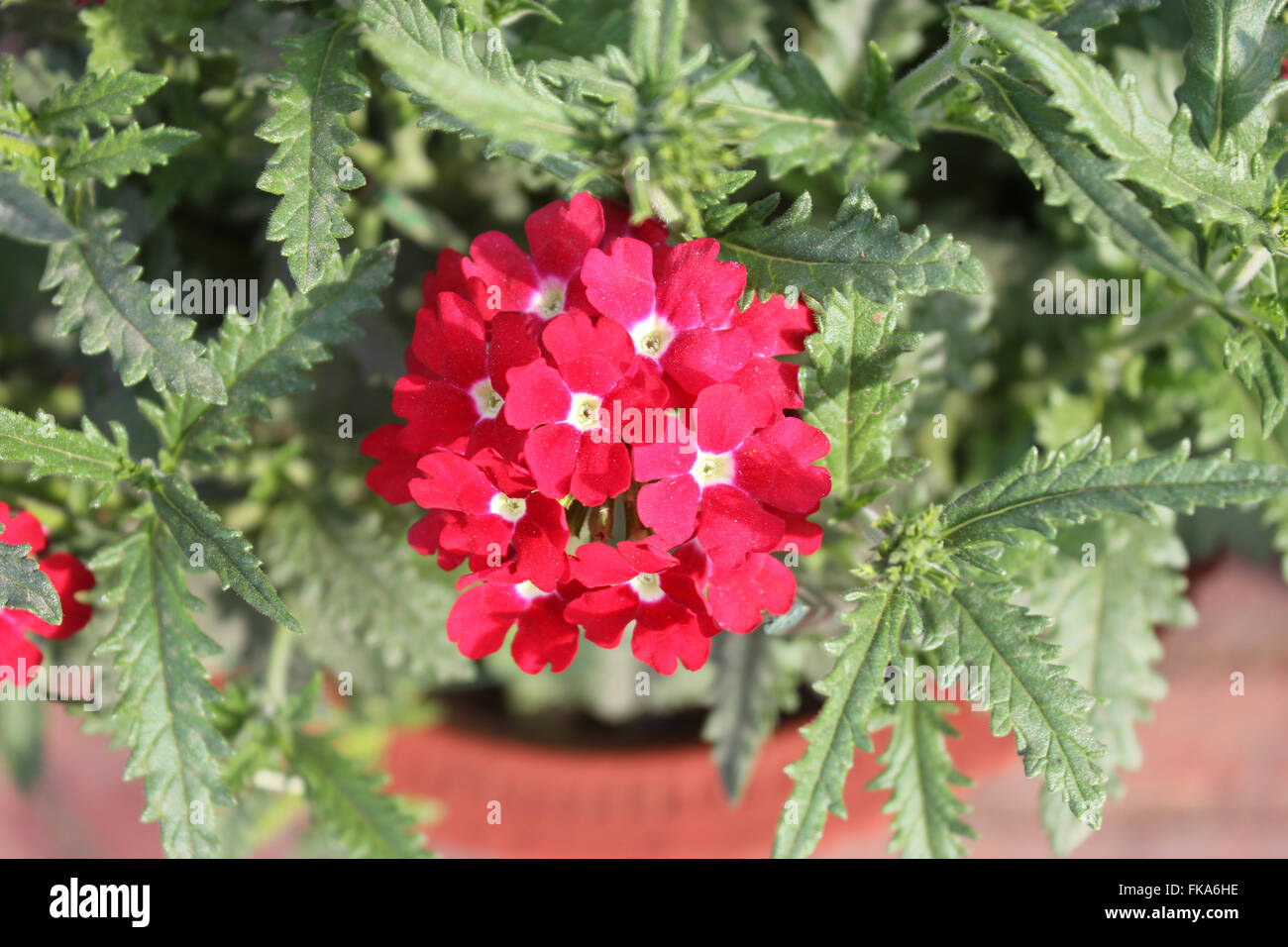 Verbena x hybrida 'Balazrasp', Aztec Raspberry, cultivated perennial herb with narrow toothed leaves and raspberry red flowers Stock Photo