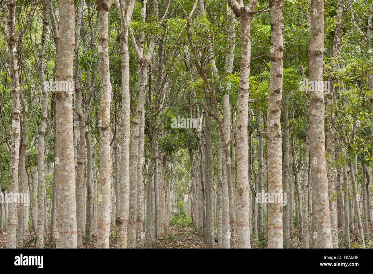 Mahogany plantation Stock Photo