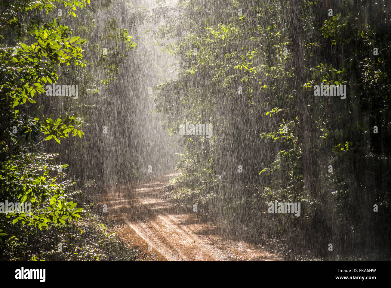 Rain in the Amazon forest Stock Photo Alamy