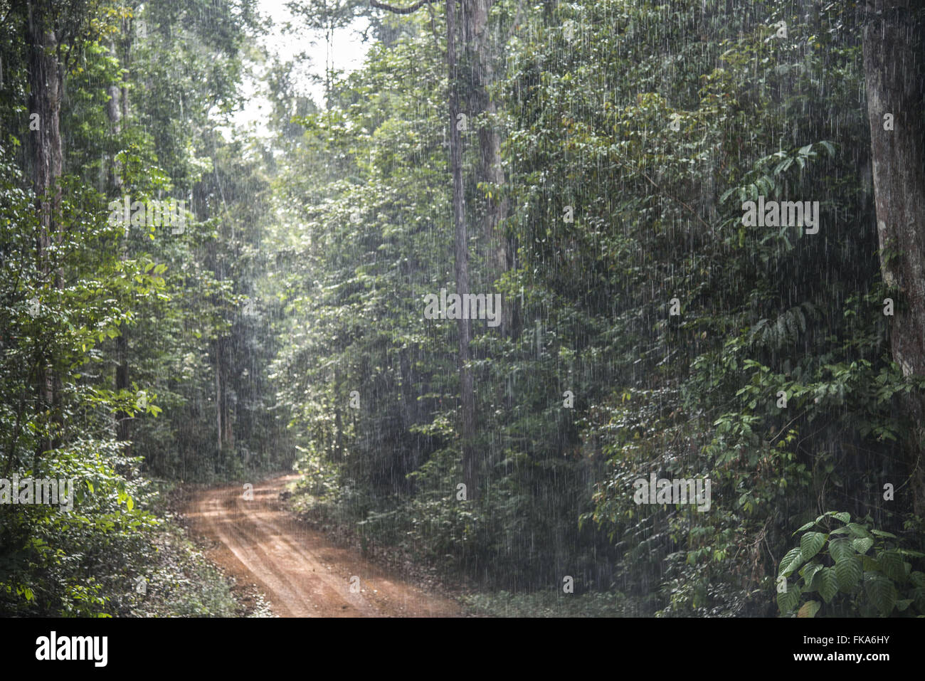 Rain in the Amazon forest Stock Photo Alamy