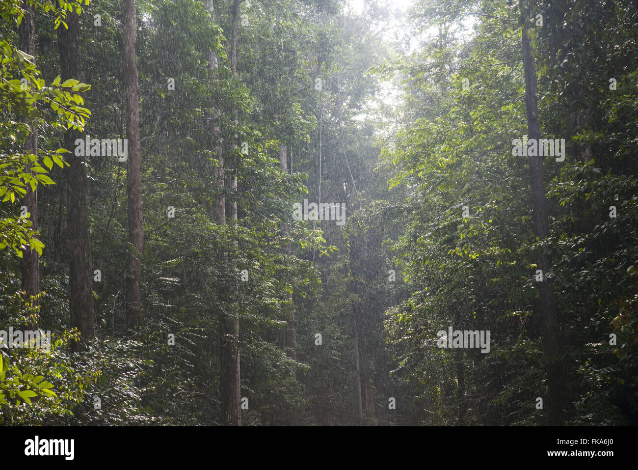 Rain in the Amazon forest Stock Photo Alamy