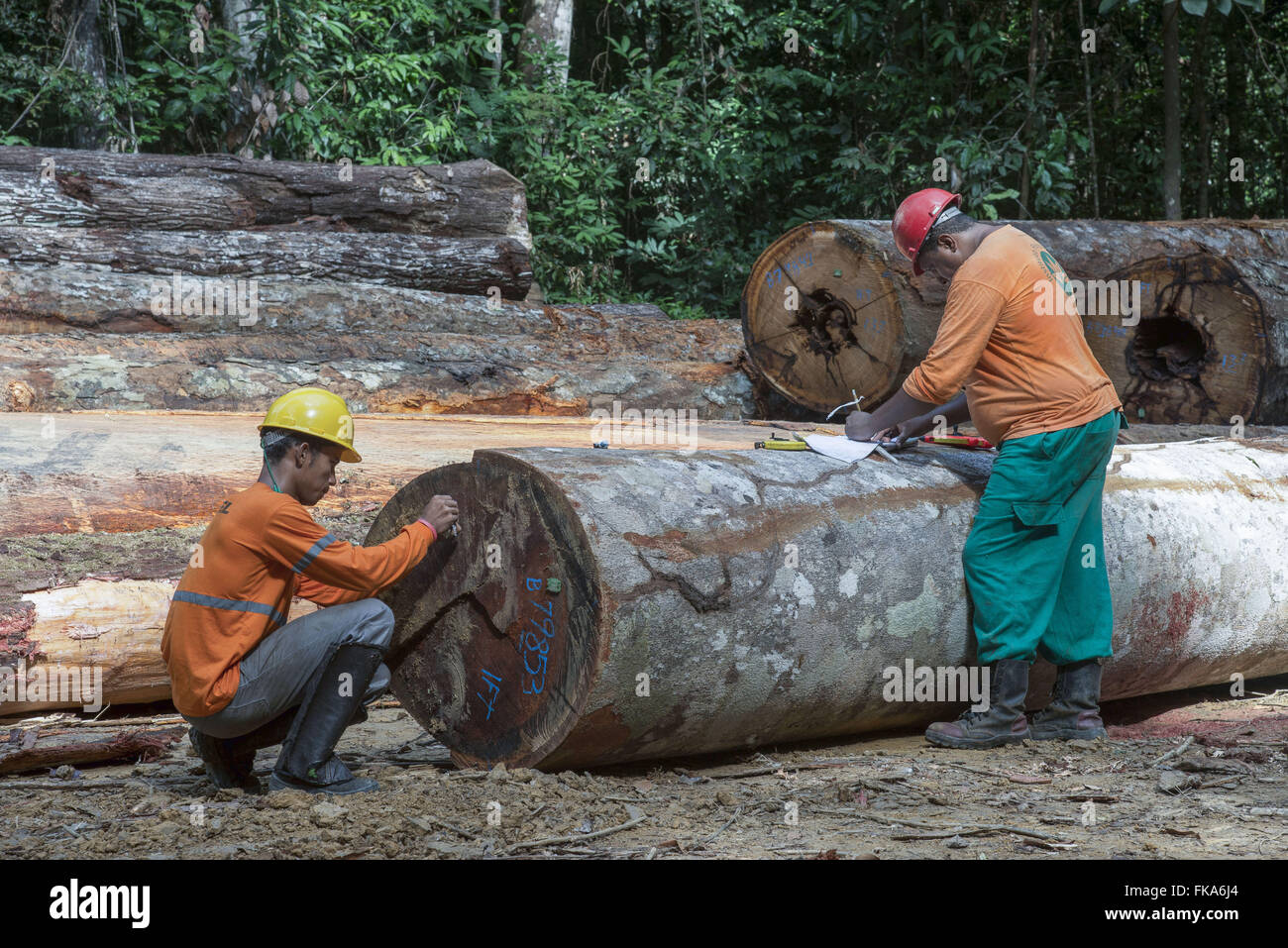 Timber extraction hires stock photography and images Alamy