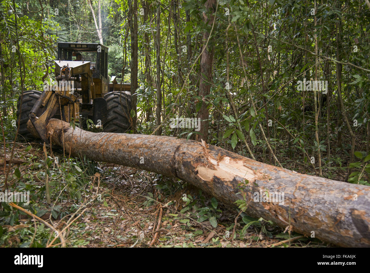 Skidder machine brings the forest inside the log to the patio Stock Photo