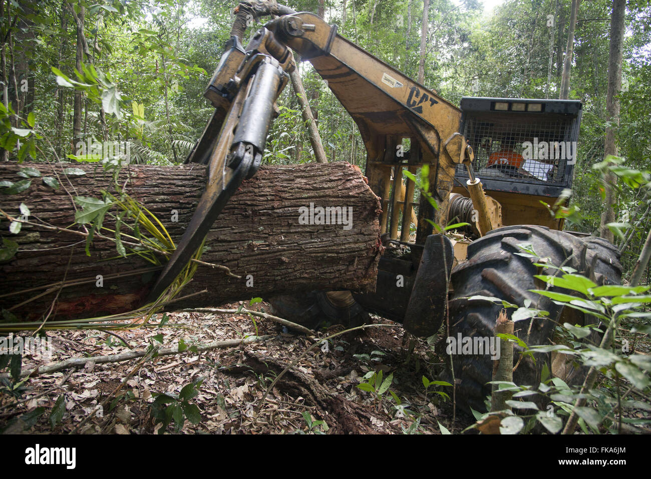 Skidder machine brings the forest inside the log to the patio Stock Photo