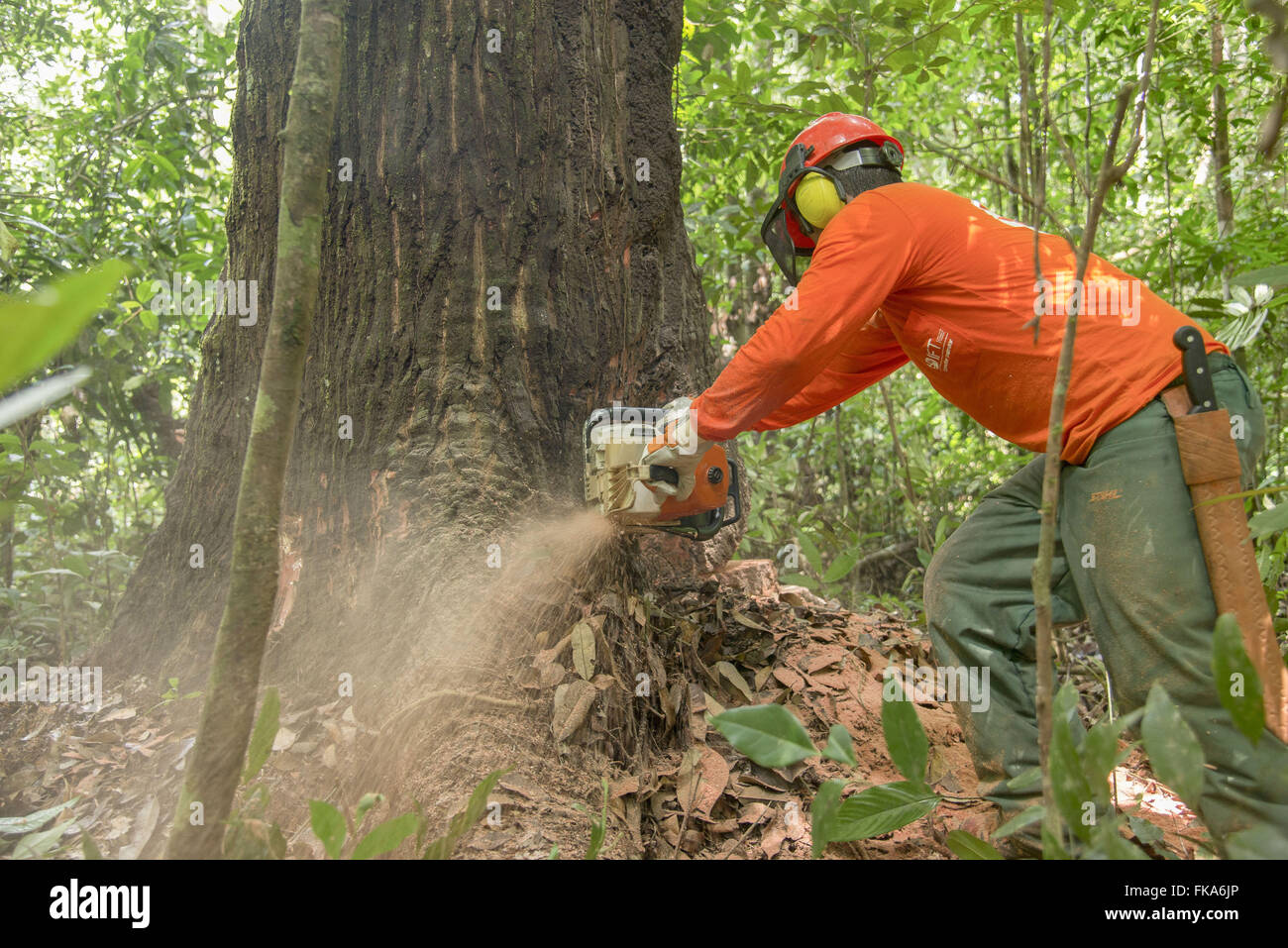 Chainsaw operator cutting tree Maçaranduba Stock Photo