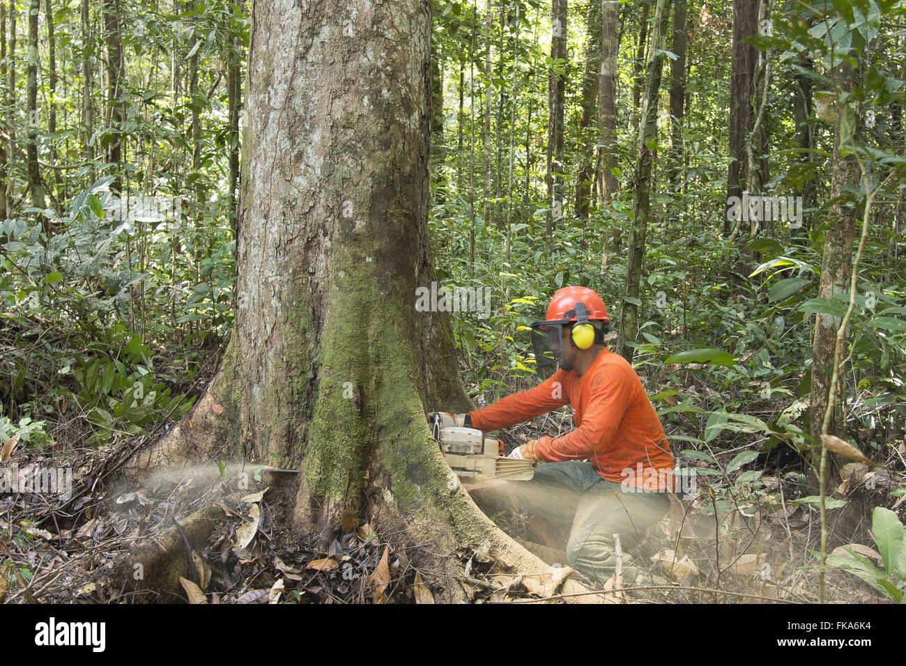 Chainsaw operator cutting tree Maçaranduba Stock Photo