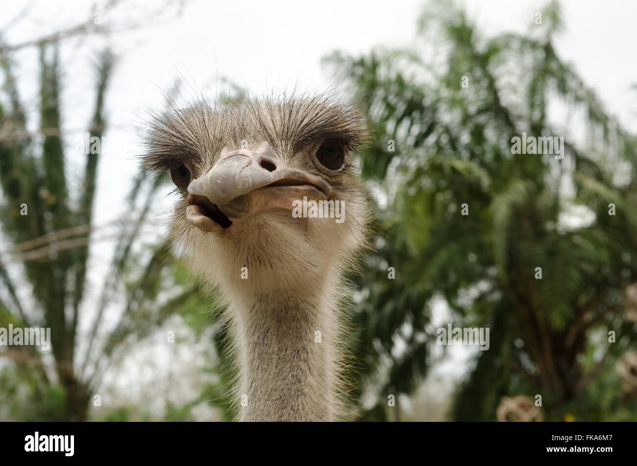 close-up of head of ostrich. Stock Photo