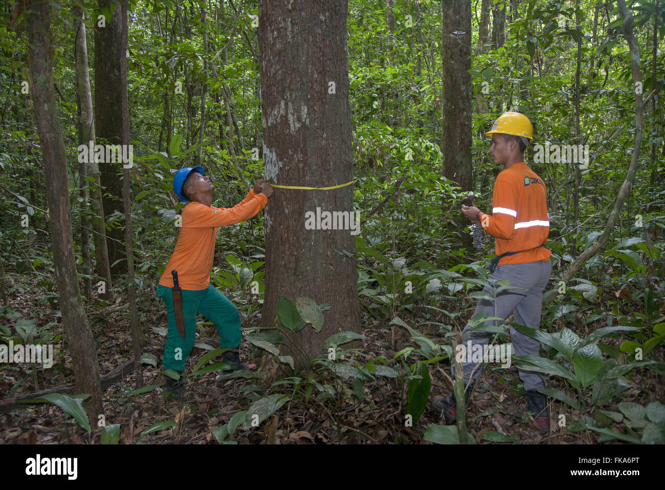 Team working by measuring the diameter of tree to inventory in work unit Stock Photo