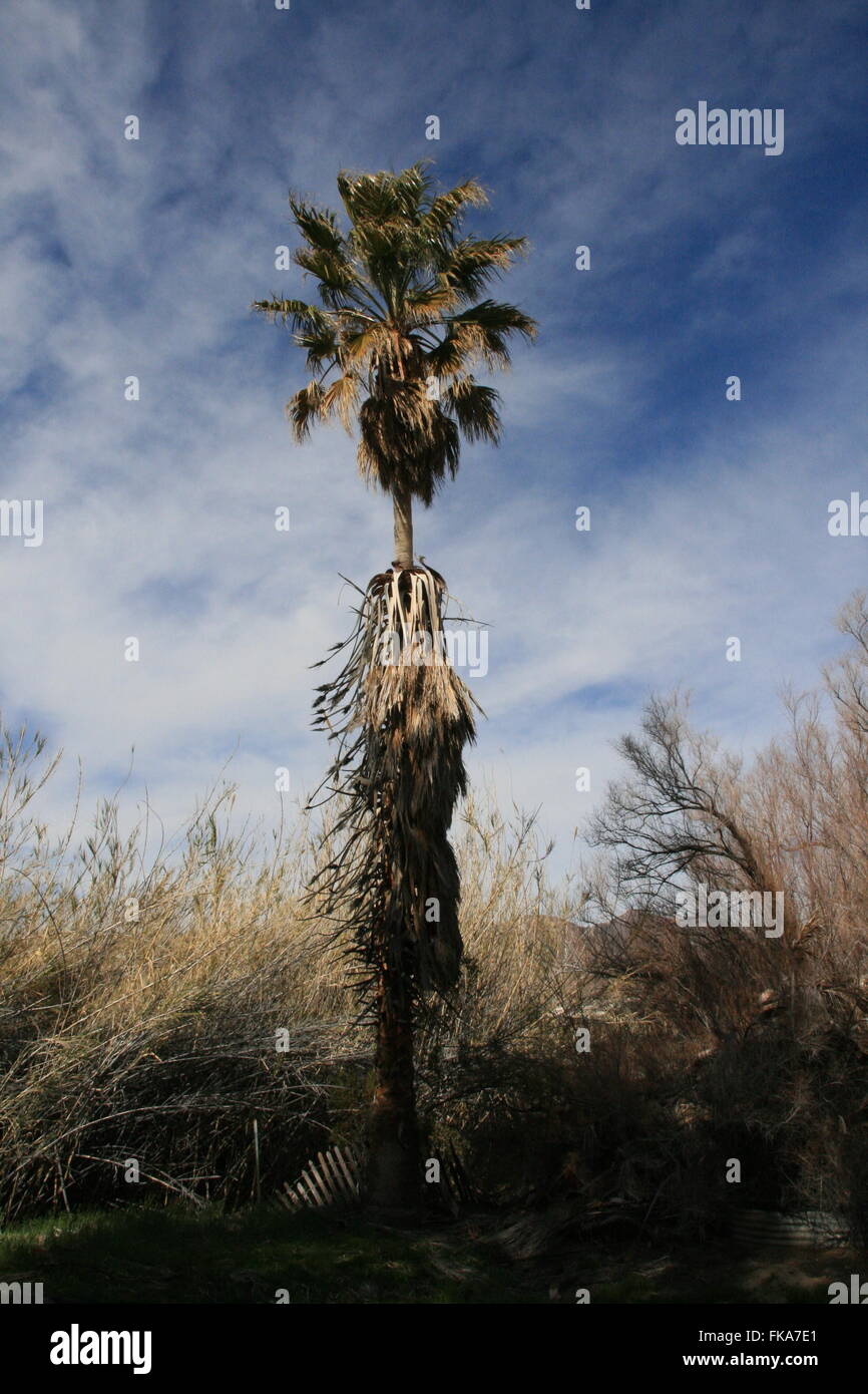 Desert Palm Tree Stock Photo Alamy