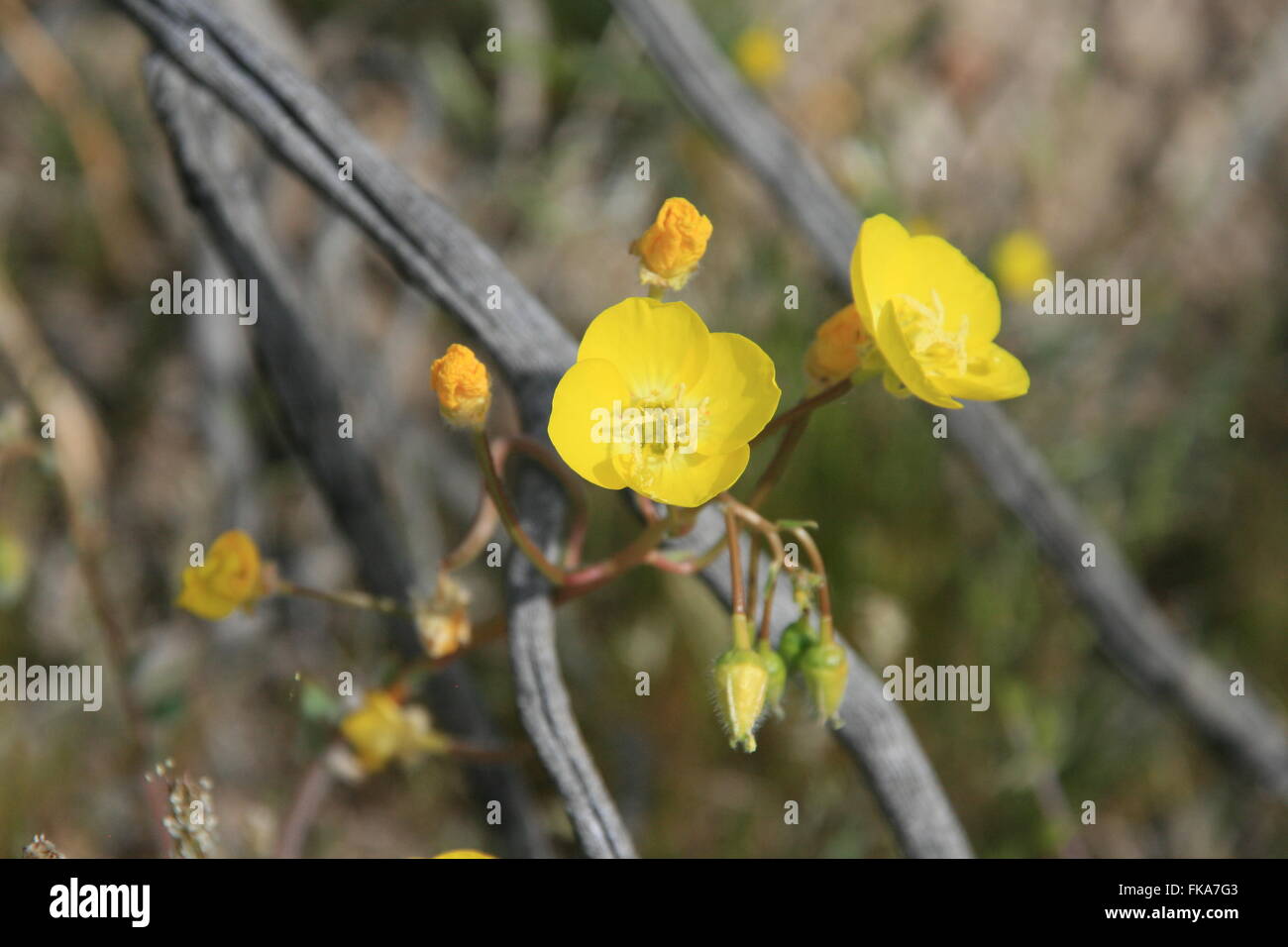 Death VAlley California SuperBloom 2016 Super Bloom Desert Stock Photo ...