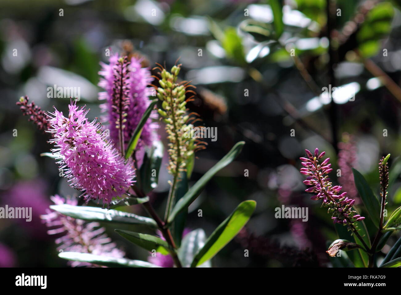 New Zealand Hebe Flowers Stock Photo