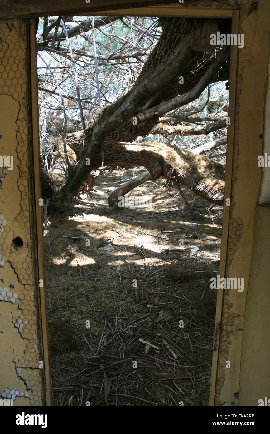 Old abandoned house in the southern California desert Back door view Showing Giant Salt Cedar tree Stock Photo