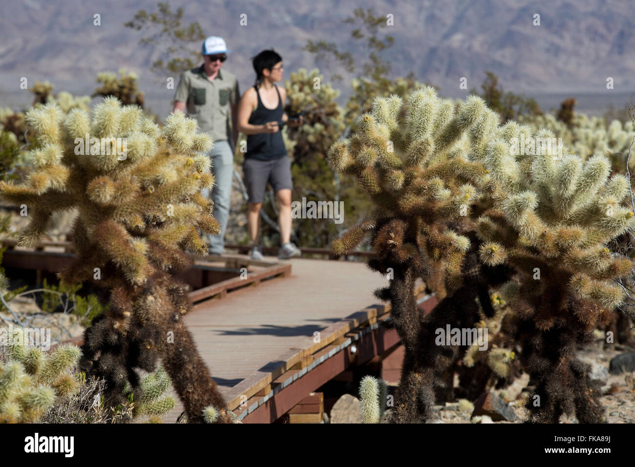 Cholla Cactus Garden, Joshua Tree National Park, California, USA Stock Photo Alamy