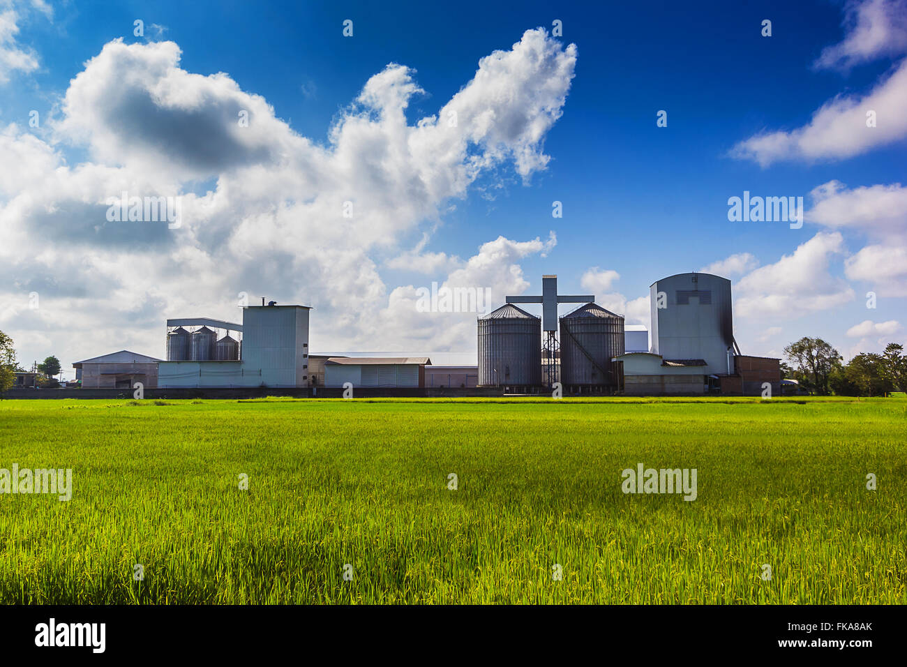 Landscape shot rice mill and green rice field. Stock Photo