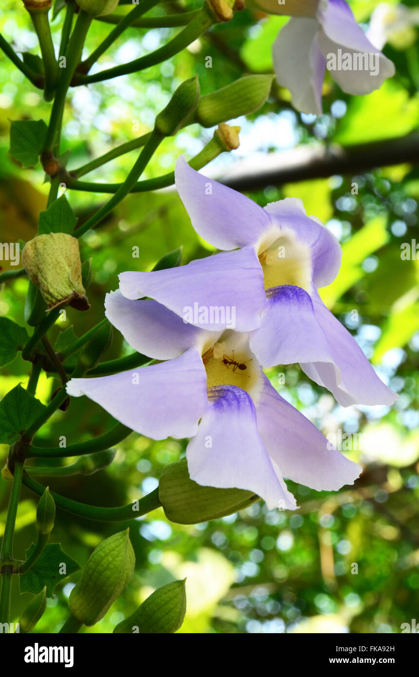 Thunbergia grandiflora flower common names include Bengal clockvine, Bengal trumpet, blue skyflower, blue thunbergia, blue trump Stock Photo