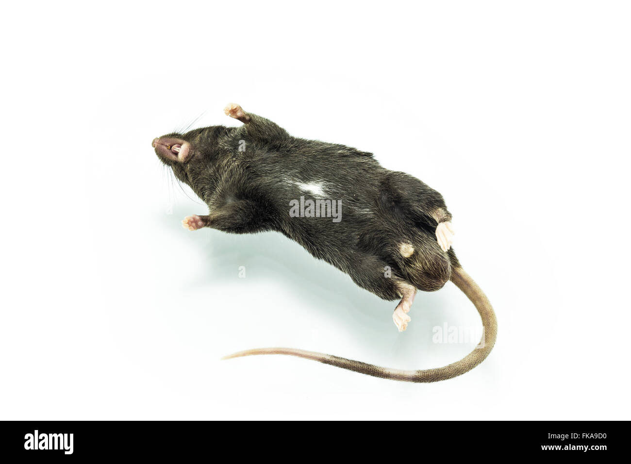 Close up shot dead rat on isolate white background Stock Photo - Alamy