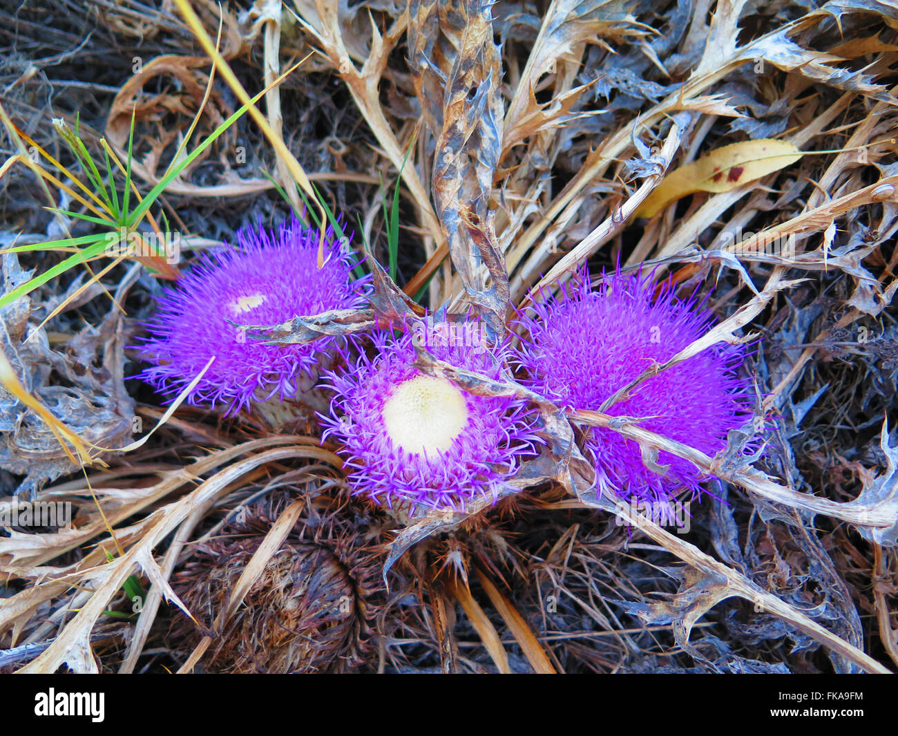 Чертополох цехерит. Ворсянка гмелина dipsacus gmelinii. Расторопша milk thistle natural factors отзовик. Grounded чертополох. Граундед 2020 игра.