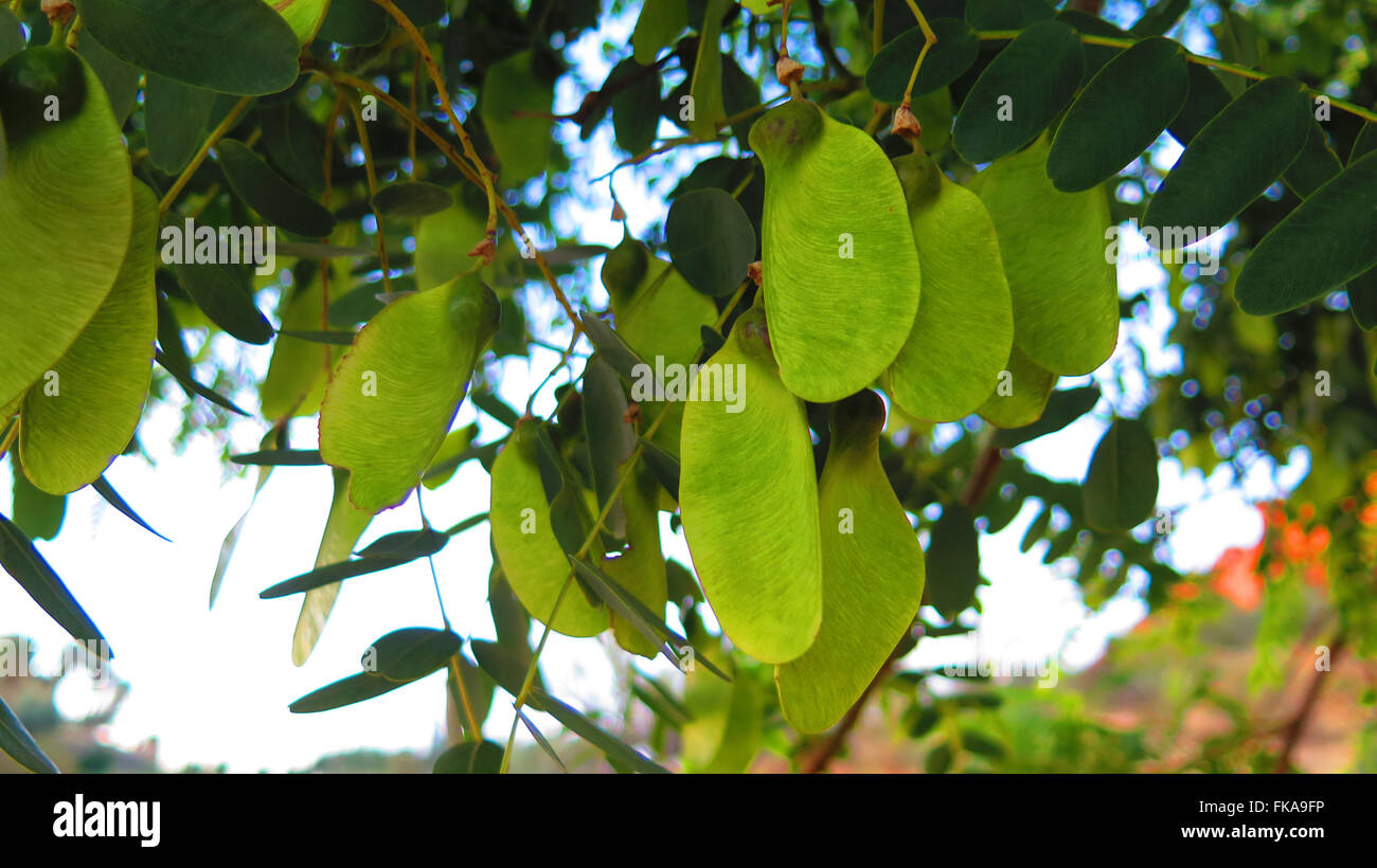 Close-up of seedpods on The South American tipu tree (Tipuana tipu). Stock Photo