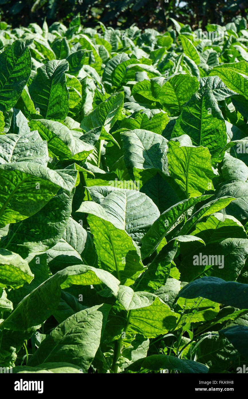 green tobacco leaf Tobacco leaves field, with big green leaves in the tropical sun ready for  harvest Stock Photo