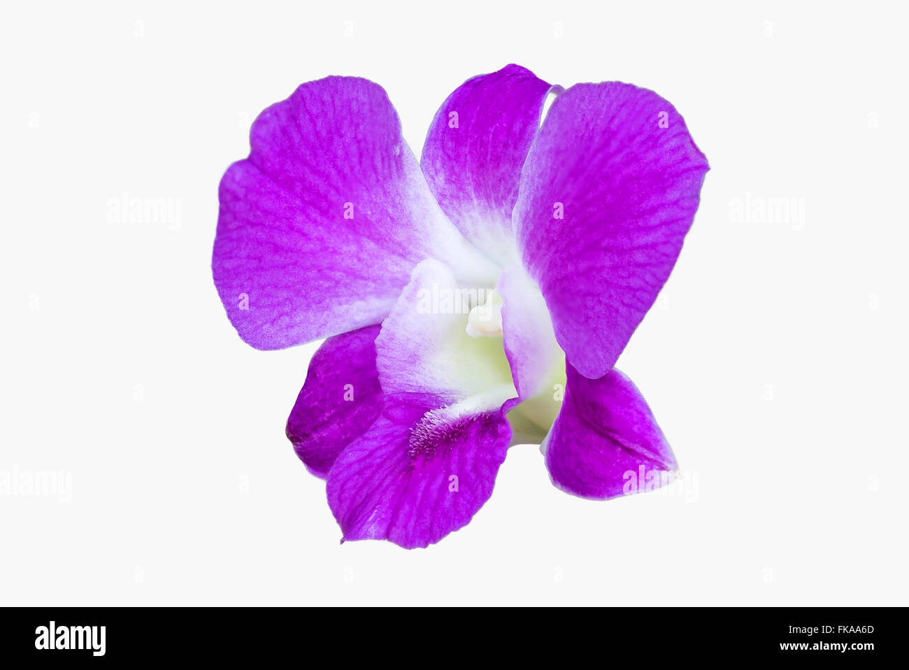 Close up shot pink Orchid flower on isolate white background Stock Photo