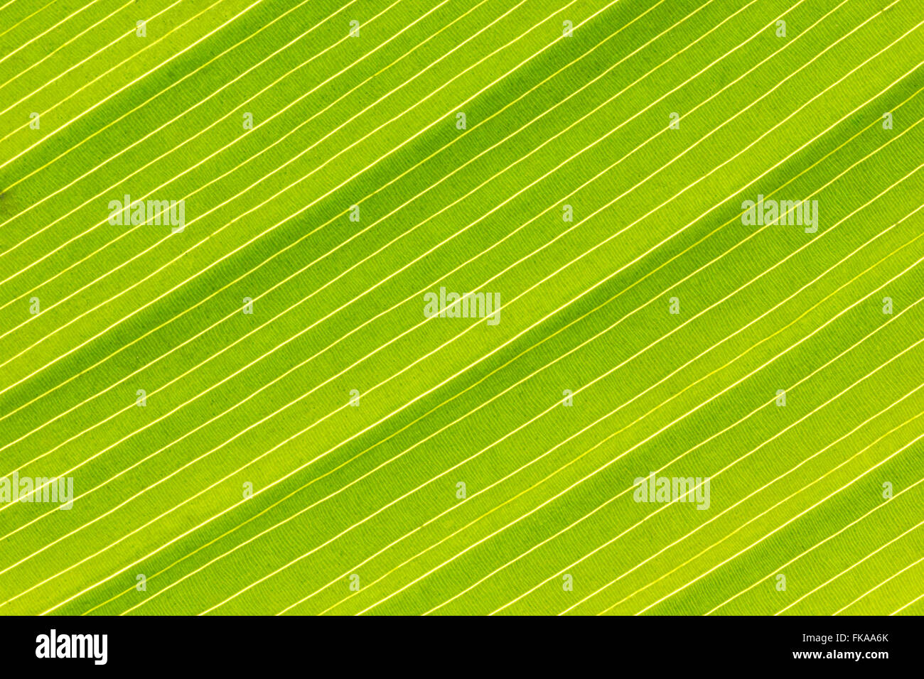 Extreme close up shot of fresh green leaf as background Stock Photo - Alamy