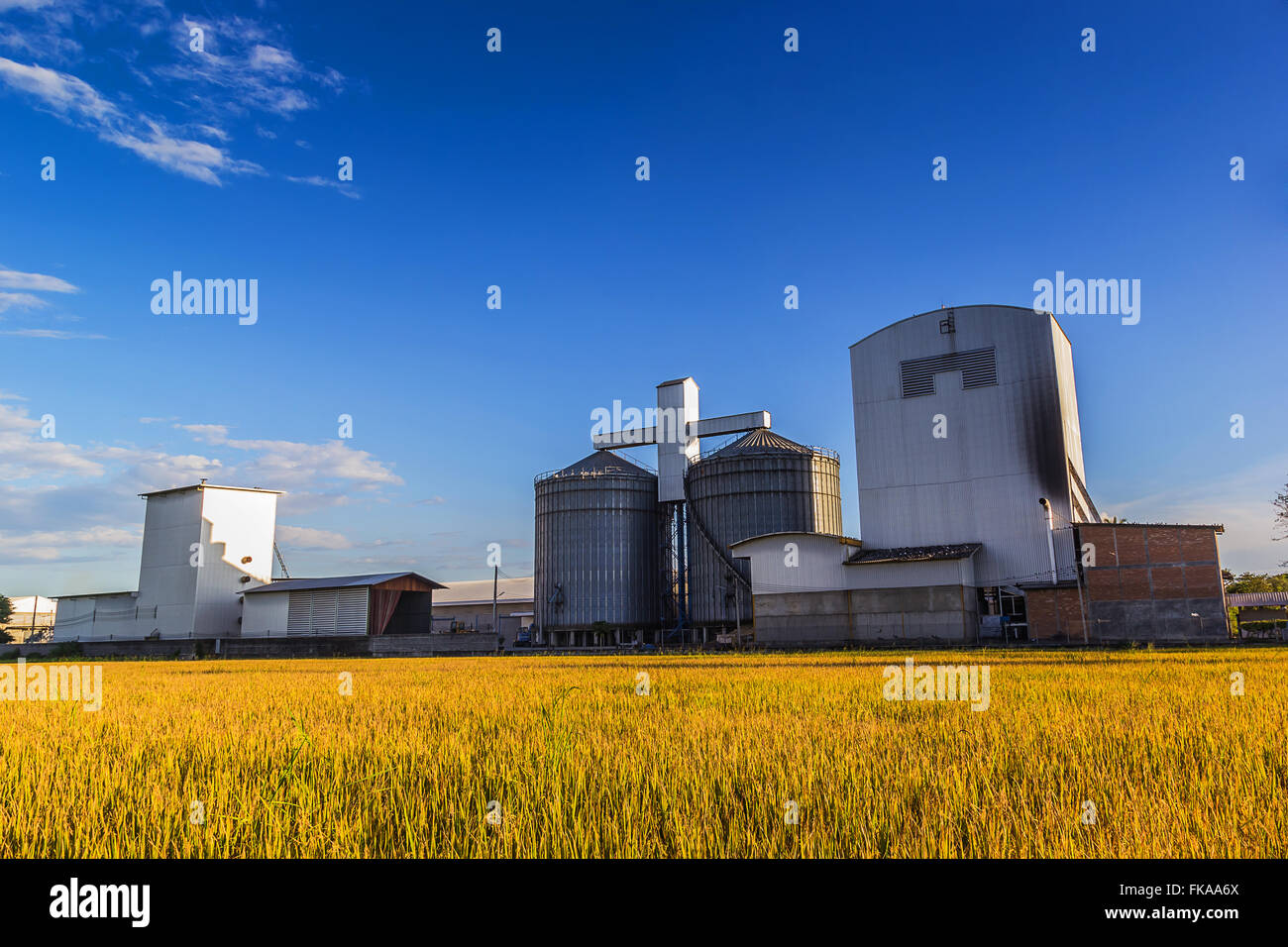 Landscape shot rice mill and rice field. Stock Photo