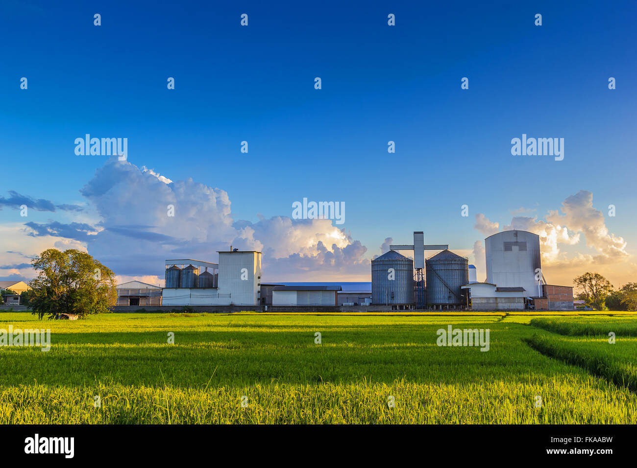 Landscape shot rice mill and green rice field. Stock Photo