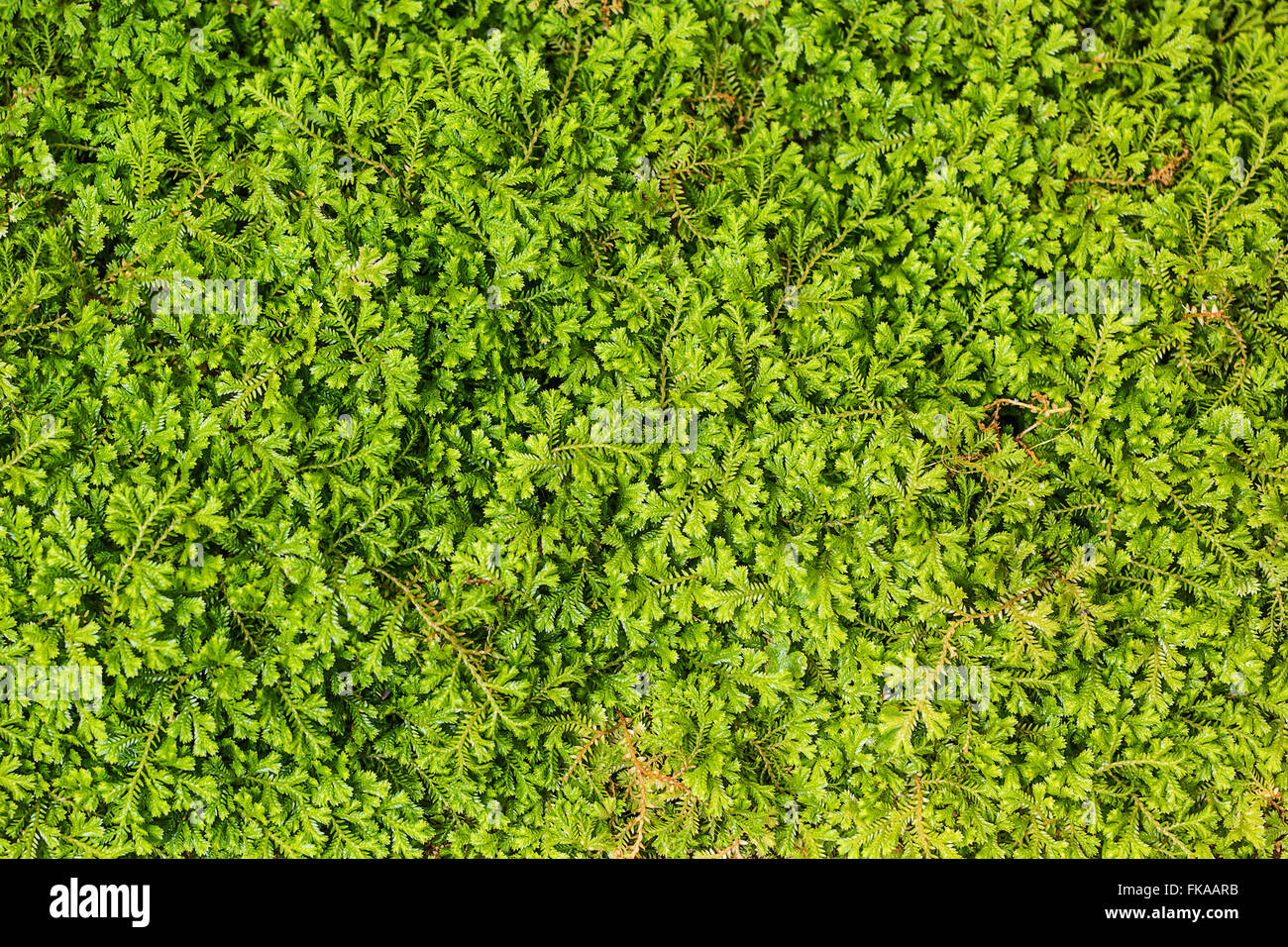 Close up shot pattern of spike moss Stock Photo
