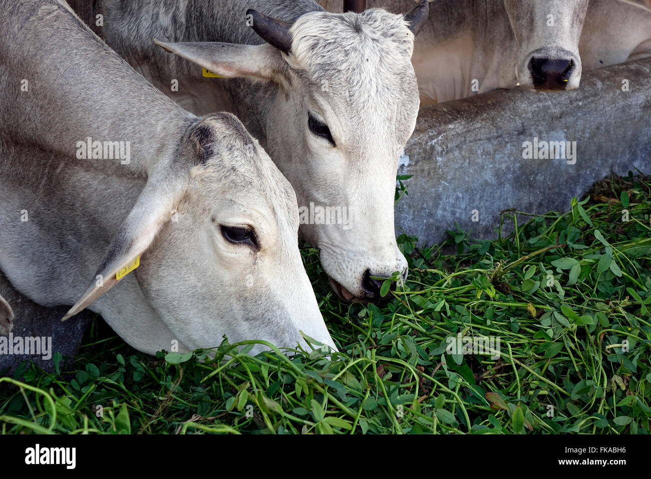 Cows eating fodder in their shed at the National Dairy Research Institute (NDRI), Karnal, Haryana, India Stock Photo