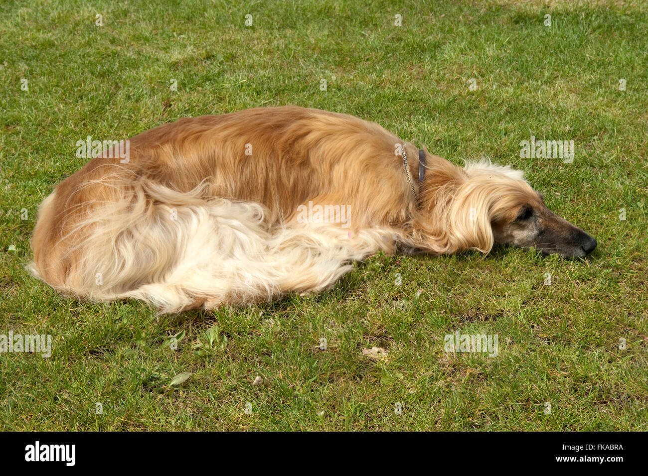 Afghanischer; Windhund Stock Photo