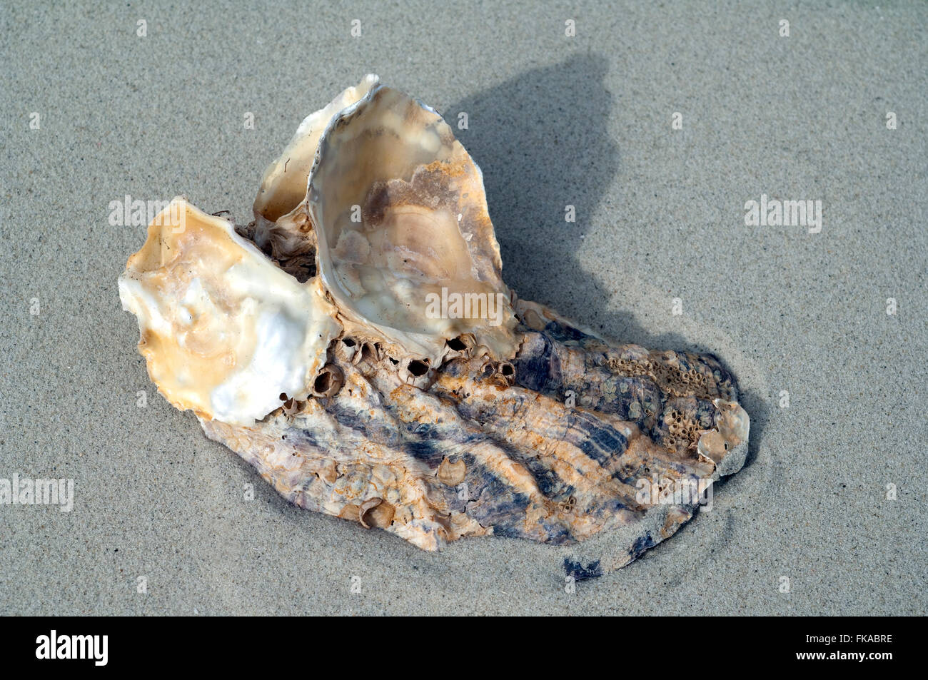 austernschale, sand, strand Stock Photo