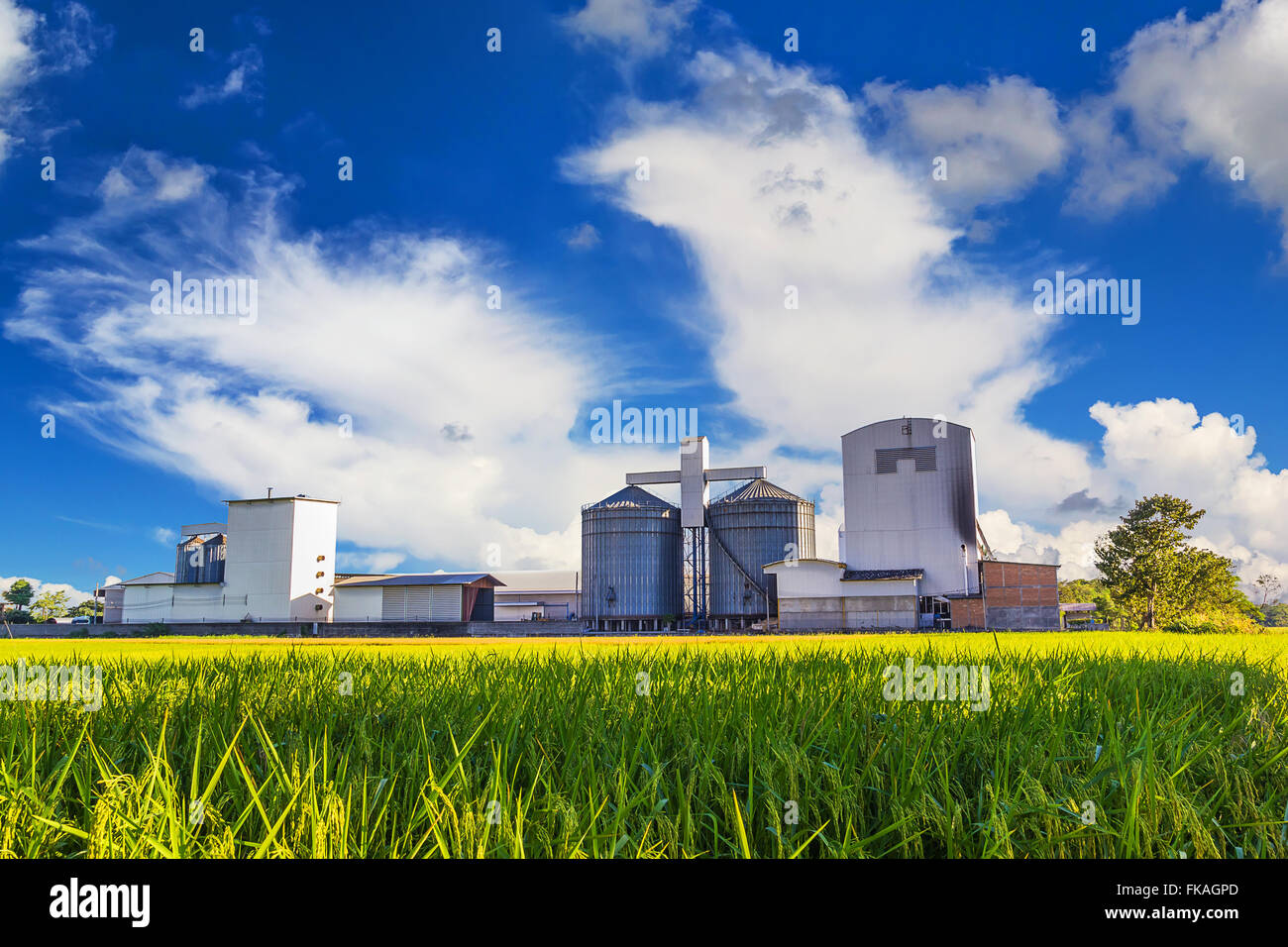 Landscape shot plant rice mill and green rice field Stock Photo Alamy