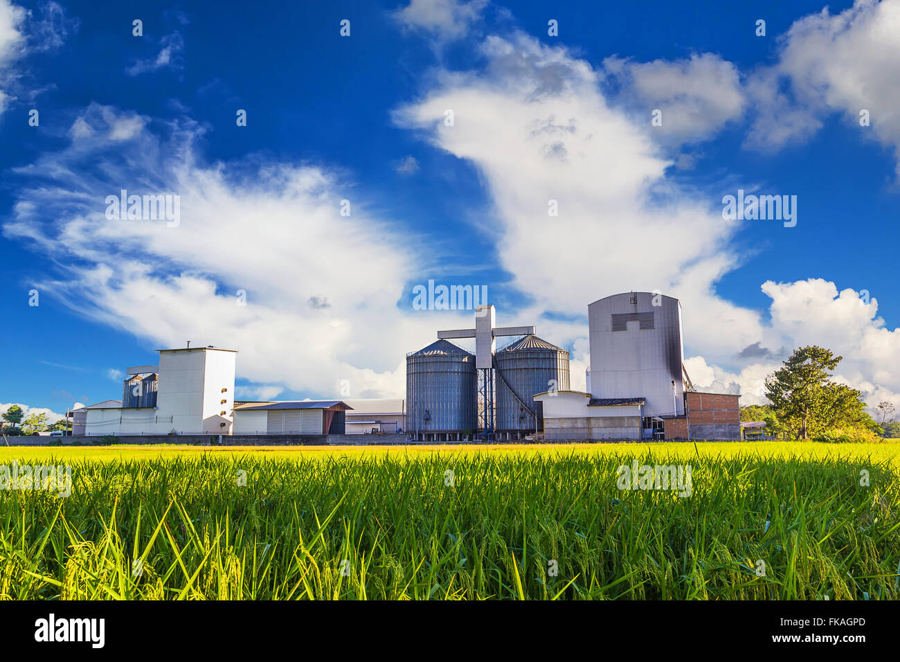 Landscape shot plant rice mill and green rice field. Stock Photo
