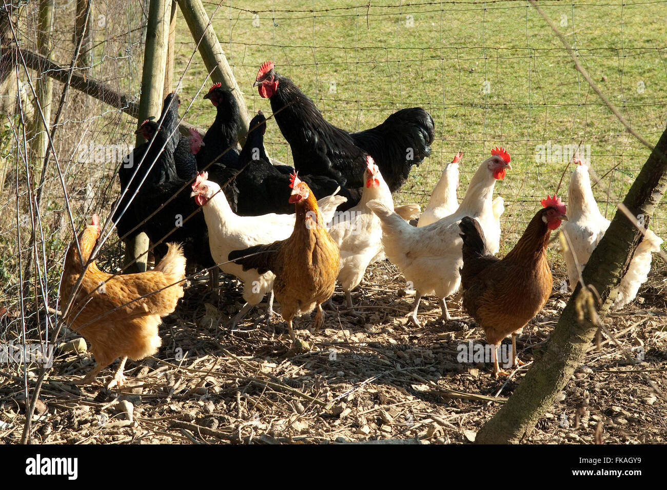 Legehuehner Stock Photo