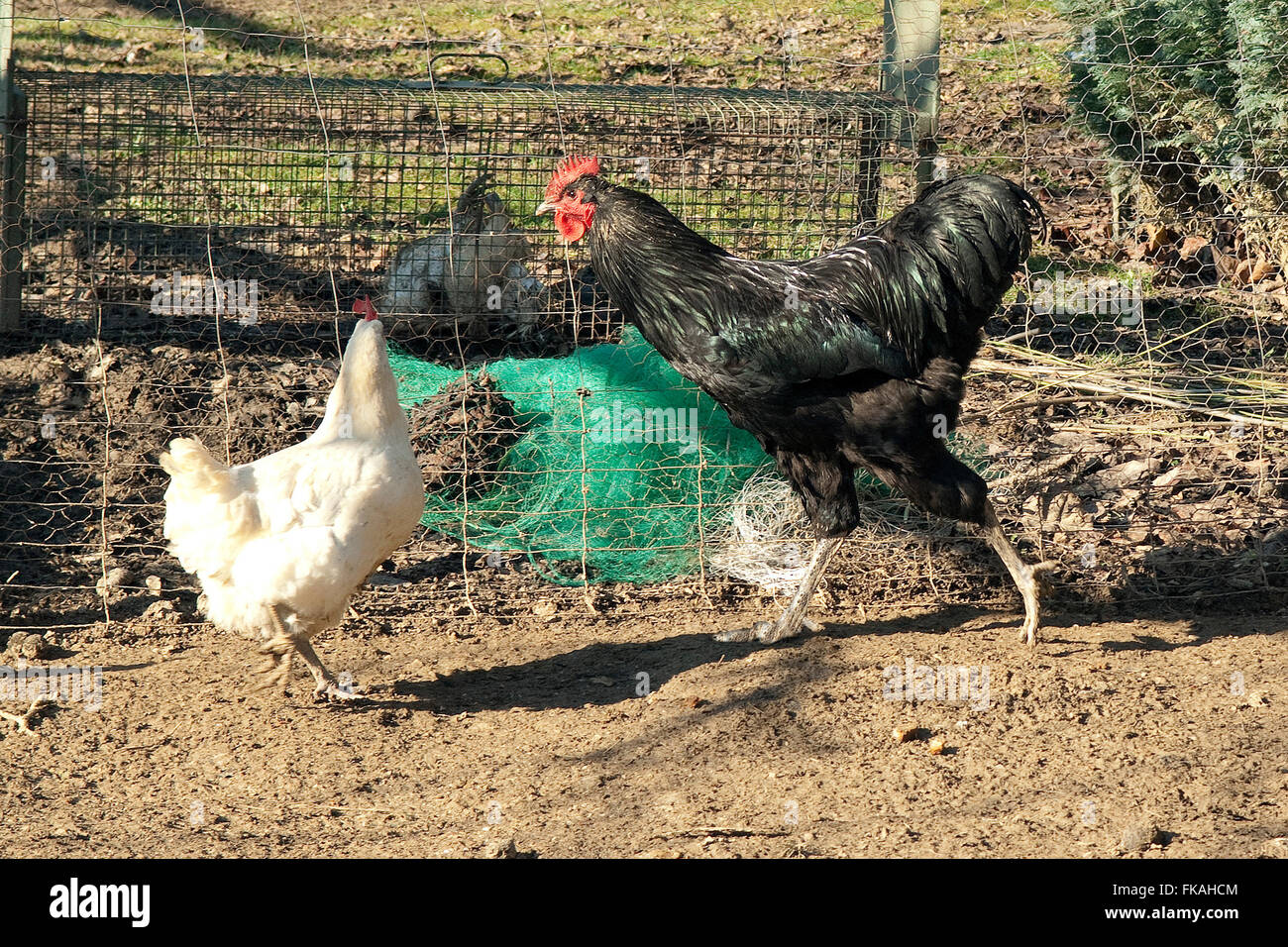 Legehuehner Stock Photo