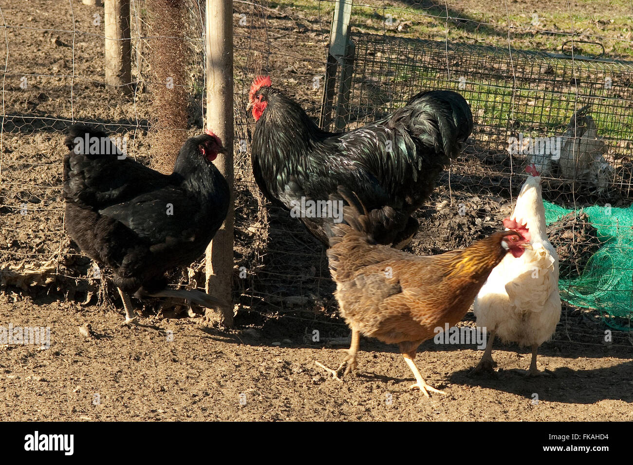 Legehuehner Stock Photo