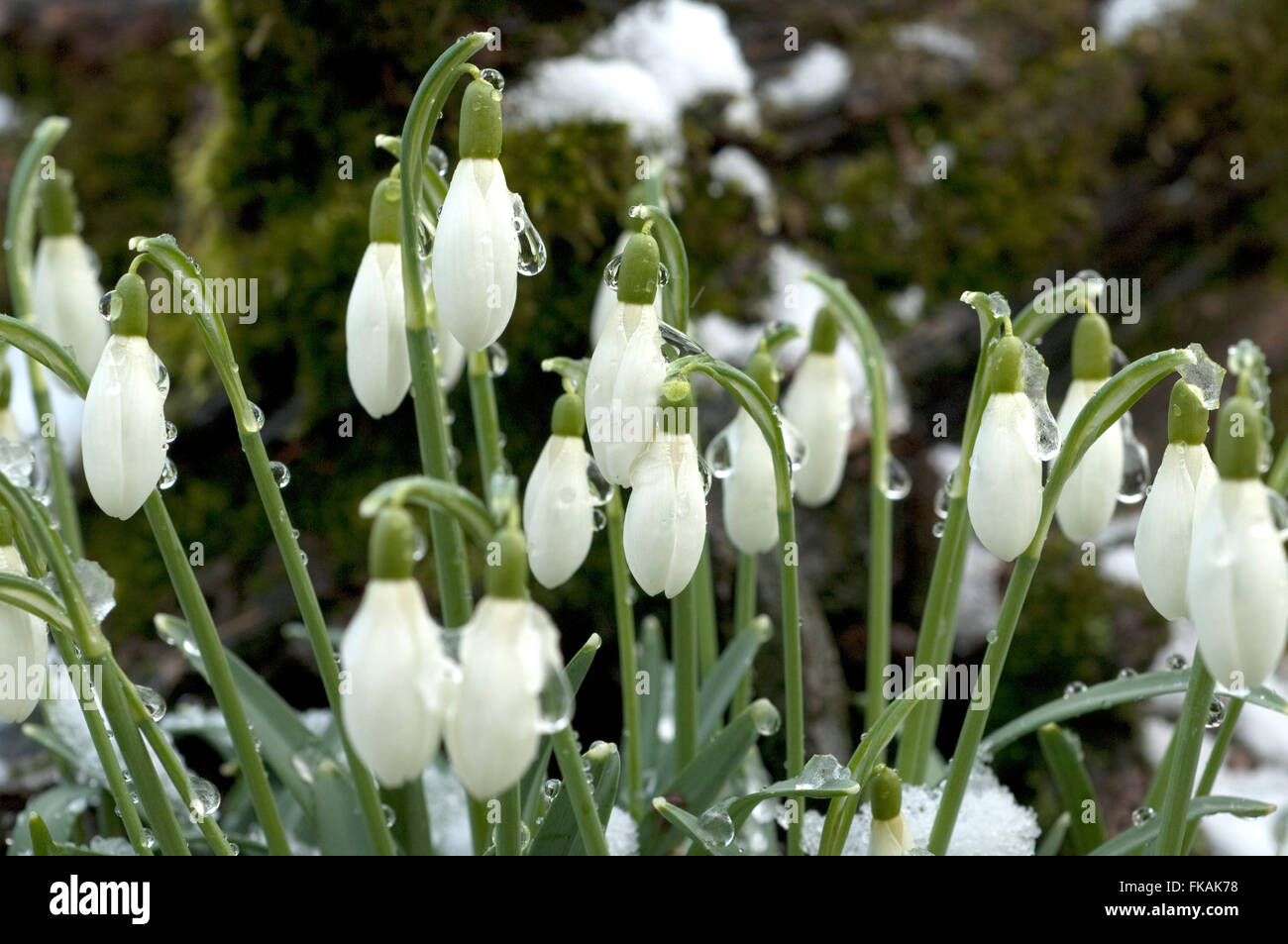 Schneegloeckchen; Galanthus nivalis Stock Photo