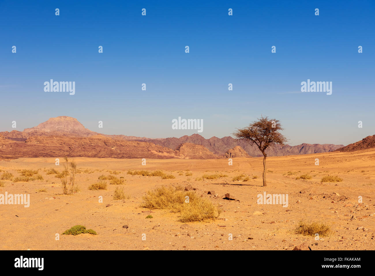 dry desert and tree sinai egypt Stock Photo