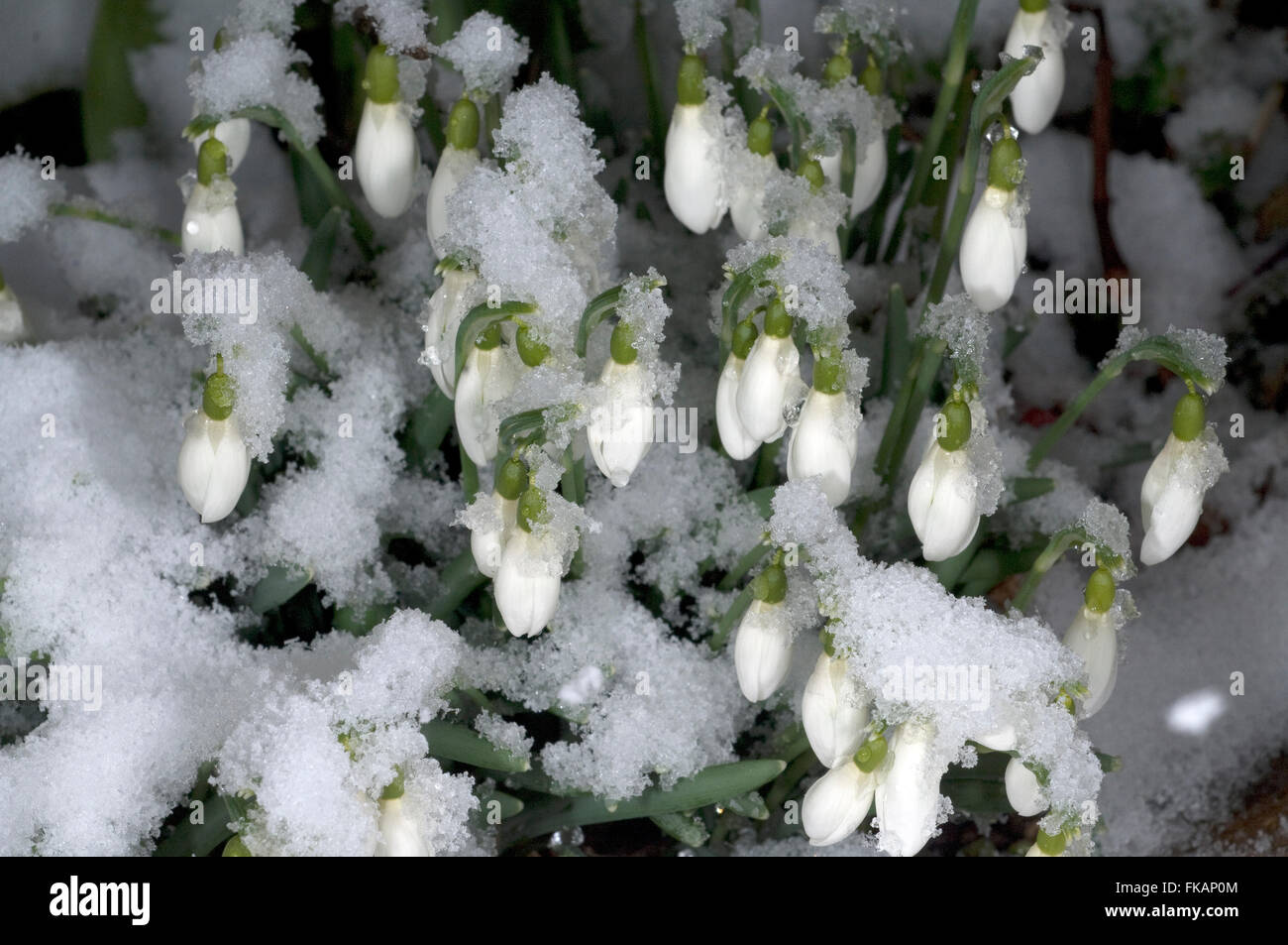 Schneegloeckchen; Galanthus nivalis Stock Photo