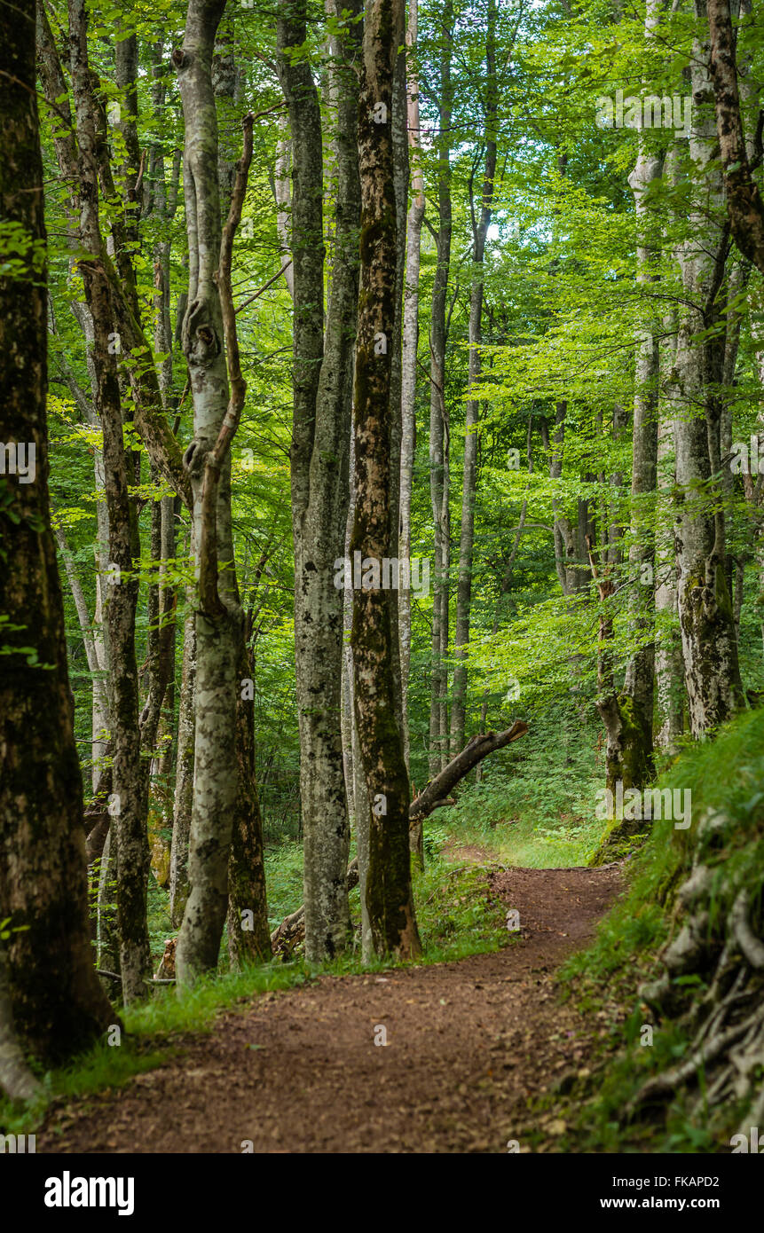 forest path Stock Photo