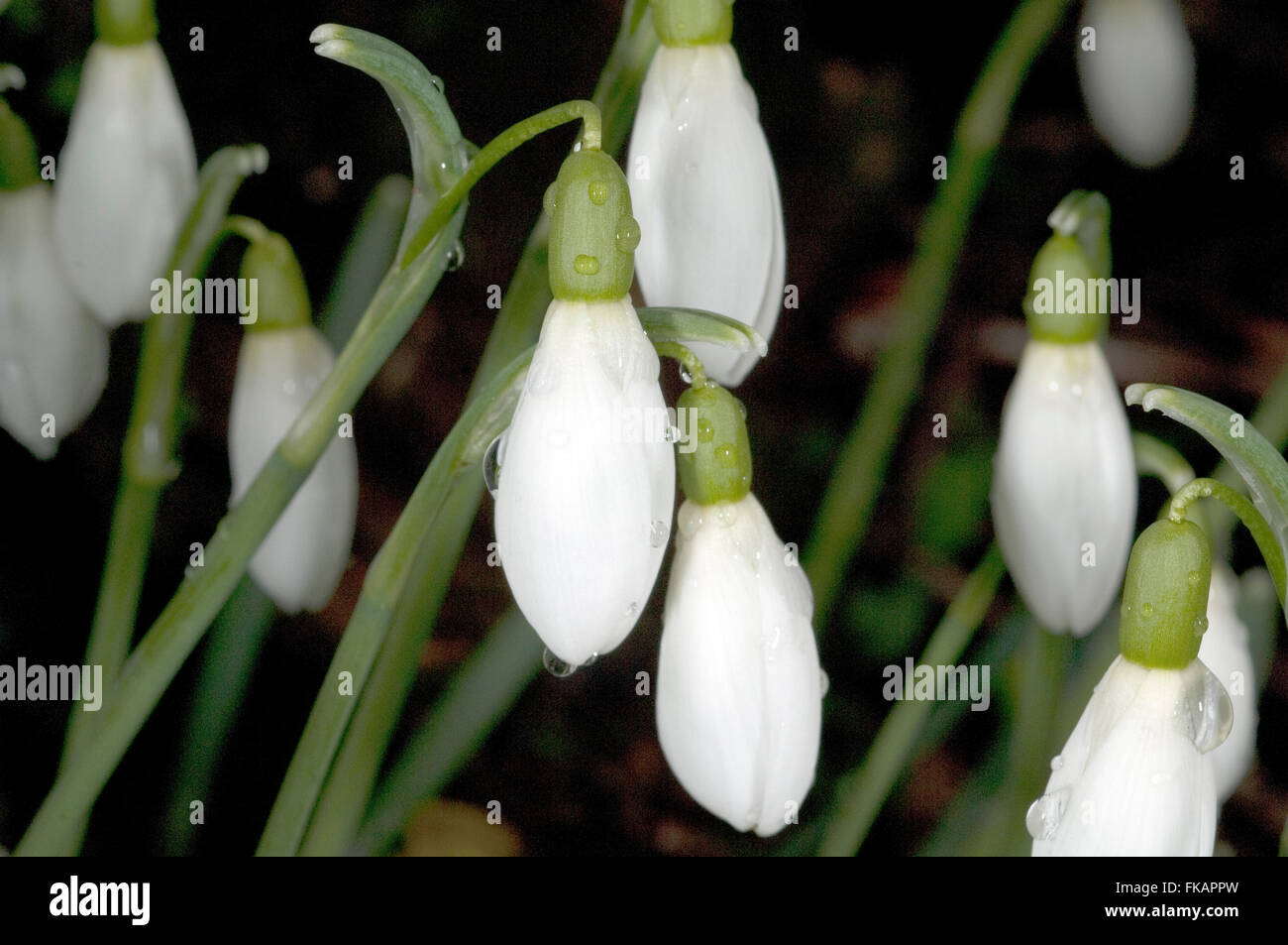 Schneegloeckchen; Galanthus nivalis Stock Photo